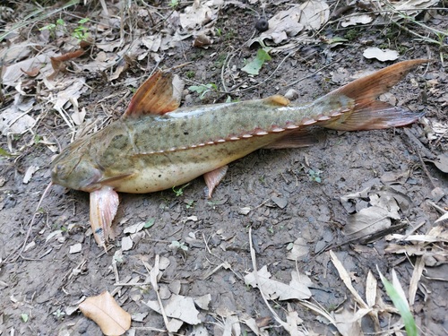 Rivas' thorny catfish (Pterodoras rivasi) — Doradidae — 2