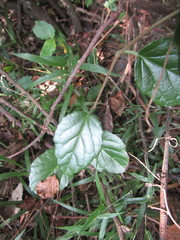 Cyphostemma flaviflorum