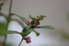 Bombus mixtus