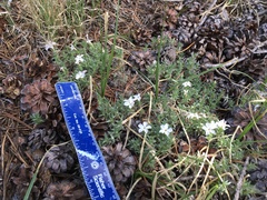 Phlox condensata