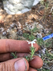 Phlox condensata