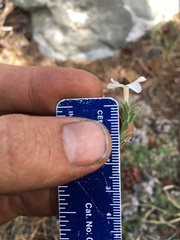 Phlox condensata