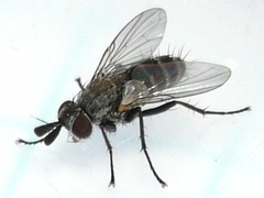 Phytomyptera