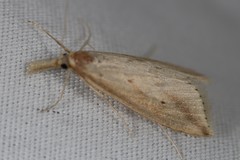 Donacaula longirostrallus