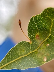 Andricus pedicellatus