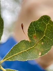 Andricus pedicellatus