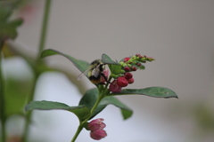 Bombus mixtus