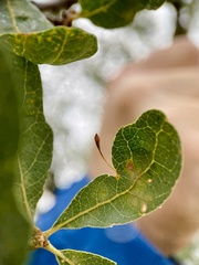 Andricus pedicellatus