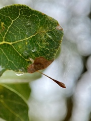 Andricus pedicellatus