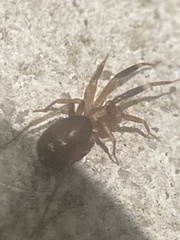 Corinnoidea