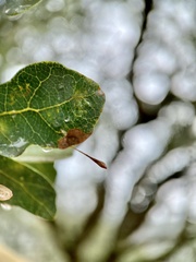 Andricus pedicellatus
