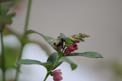 Bombus mixtus