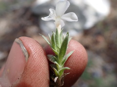 Phlox condensata