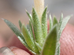 Phlox condensata