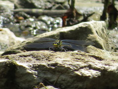 Dromogomphus spinosus