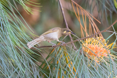 Microptilotis imitatrix