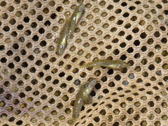 Etheostoma crossopterum