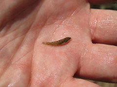 Etheostoma crossopterum
