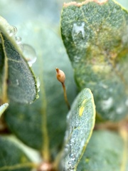 Andricus pedicellatus