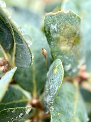 Andricus pedicellatus