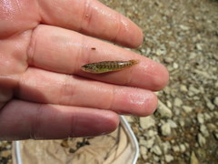 Etheostoma crossopterum