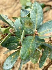 Andricus pedicellatus