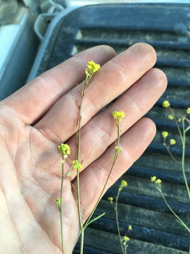 Image of Descurainia californica by (c) Martin Purdy, some rights reserved (CC BY)