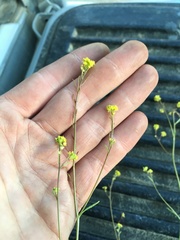 Descurainia californica