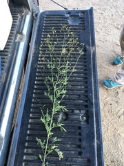 Descurainia californica