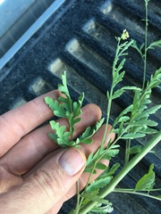 Descurainia californica