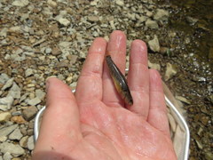 Etheostoma crossopterum