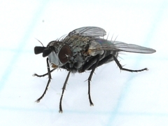 Phytomyptera