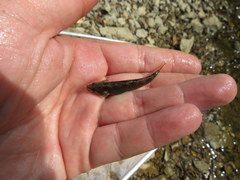 Etheostoma crossopterum