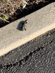 Sceloporus occidentalis