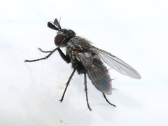 Phytomyptera