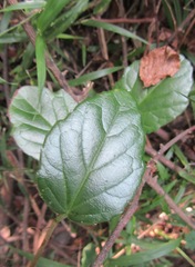 Cyphostemma flaviflorum