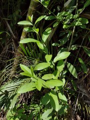 Citharexylum caudatum