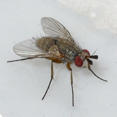 Phytomyptera