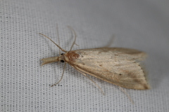 Donacaula longirostrallus