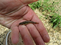 Etheostoma smithi