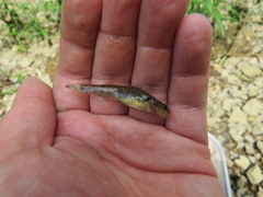 Etheostoma smithi