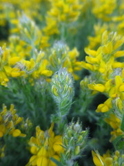 Genista tournefortii