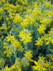 Genista tournefortii