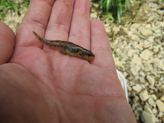 Etheostoma smithi