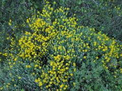 Genista tournefortii