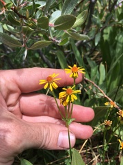 Packera pauciflora