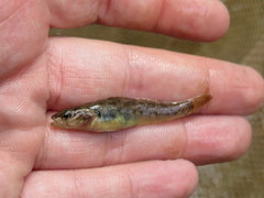 Etheostoma smithi