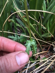 Packera pauciflora