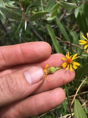 Packera pauciflora