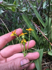 Packera pauciflora